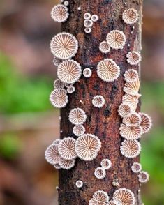 small white mushrooms growing on the bark of a tree