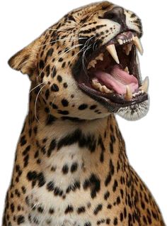 a large leopard with its mouth open and it's teeth wide open