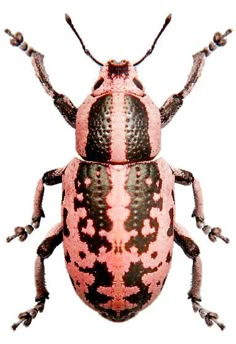 a pink and black bug on a white background