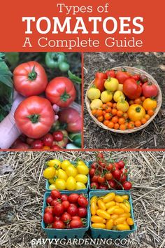 different types of tomatoes in baskets and on the ground with text overlay that says types of tomatoes a complete guide