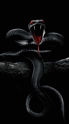 a black and white snake with red eyes on it's head, in the dark