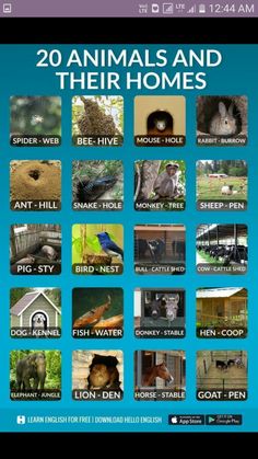 the poster shows animals and their homes