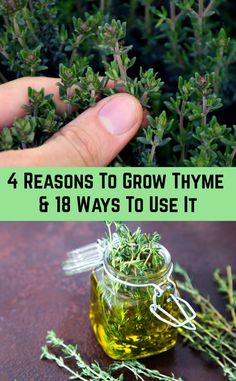 Grow Thyme, Light Purple Flowers, Herbs Garden, Herb Gardening, Indoor Herb Garden, Herbs For Health, Herbs Indoors, Evergreen Shrubs