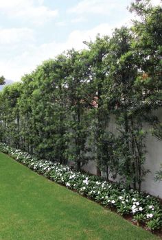 an outdoor garden with white flowers and greenery on the side of a wall that is lined with trees