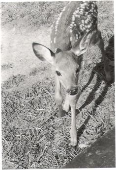 a baby deer is standing in the grass and looking at the camera while it's shadow is on the ground