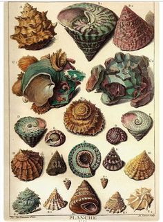 an illustration of seashells from the 19th century