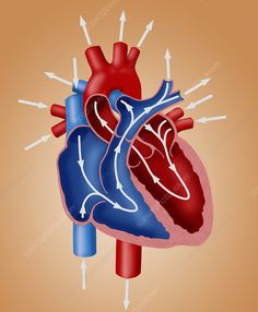 an image of the human heart with arrows pointing to it's right and left sides