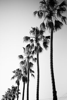 black and white photograph of tall palm trees