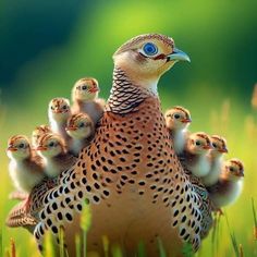 a mother pheasant with her chicks in the grass