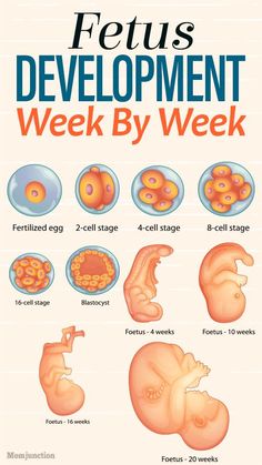 Human Embryo Development, How Baby Grows In Womb, Womb Anatomy, Baby Growth In Womb, 5 Weeks Pregnant, Midwifery Student, Pinterest Baby, Pregnancy Facts