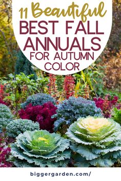 Creating stunning fall arrangements: Discover the 11 best annuals for autumn color. Learn about flowers to plant in summer, partial sun flowers, and tips for planting flowers from seeds. Explore fall garden planting, heat-tolerant flowers, and fall blooming flowers that will add vibrancy to your garden. Discover summer blooming flowers that transition beautifully into fall flowers garden designs. Fall Shade Containers, Fall Flower Garden Landscaping, What To Plant In The Fall, Flowers To Plant In Summer, Partial Sun Flowers, Outdoor Fall Flowers, Fall Planting Perennials, Fall Annuals, Annual Flower Beds