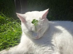 a white cat laying in the grass with a clover on its head