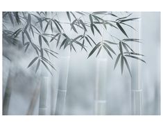 some bamboo trees in the fog on a sunny day