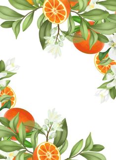 Frame of hand drawn blooming mandarin tree branches, flowers and mandarins Lemon Drawing, Spring Sale Banner, Orange Illustration, Mandarin Tree, Christmas Baby Pictures, Summer Sale Banner, Frame Watercolor, Tropical Illustration, Watercolor Flower Background