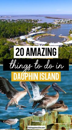 20 Amazing Things to do in Dauphin Island Things To Do In Alabama, Dauphin Island Alabama, Have A Great Trip, Island Camping, Alabama Beaches, Alabama Travel, Dauphin Island, Camping Beach, Beach Camping