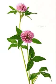 two pink flowers with green leaves on white background