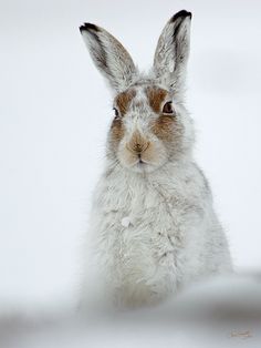 a white and brown rabbit sitting in the snow