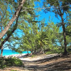 the path to the beach is surrounded by trees and sand, with bright blue water in the background