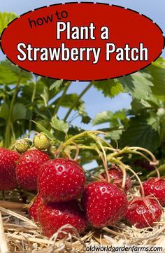 strawberries with text overlay how to plant a strawberry patch