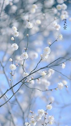 some white flowers on a tree with blue sky in the background