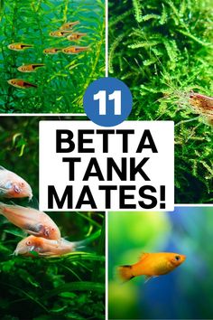 the top ten betta tank mates are in their natural habitat, including plants and fish