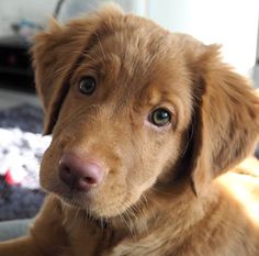 a brown dog laying on top of a bed