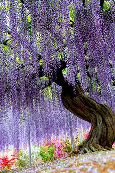 a large tree with purple flowers growing on it