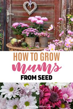 the words how to grow mums from seed are shown in front of flowers and plants