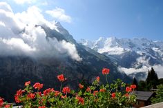 red flowers in the foreground with snow capped mountains in the background