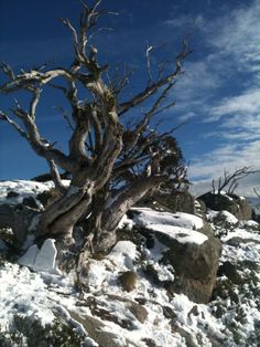 a tree that is sitting in the snow on top of a hill with no leaves