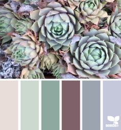 a bunch of plants that are in some kind of color scheme