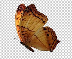 an orange butterfly flying in the air with its wings spread out and it's head turned