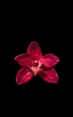 Flowers Black Background Wallpapers, Flowers With Dark Background, Flower Wallpaper With Black Background, Flower With Black Background Wallpaper, Orchid Wallpaper Iphone, Flower Wallpaper Black Backgrounds, Orchid Black Background