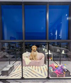 Indoor Dog Room, Clearly Loved Pets, Pet Room Decor, Groovy Room, Dog Friendly Backyard, Dog Room Decor, Apartment Pet, Puppy Room, Diy Dog Kennel