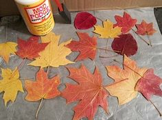 the leaves have been placed next to a bottle of glue