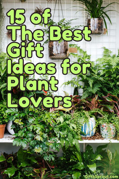 the best gift ideas for plant lovers