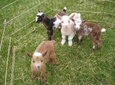 three baby goats standing next to each other in a fenced in area with grass