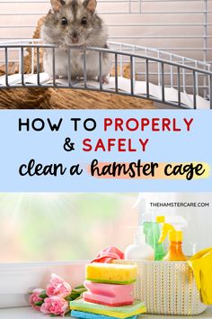 a hamster in a cage with the words how to properly and safely clean a hamster cage