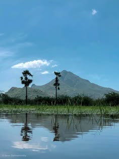 two palm trees are reflected in the still water on a clear day with mountains in the background