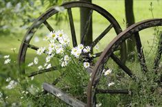 an old wagon wheel with daisies growing out of it in the grass near some trees