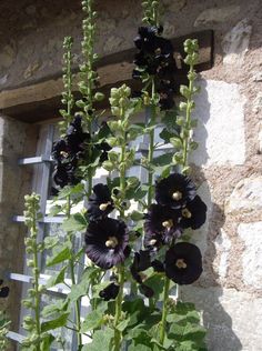 black flowers are growing on the outside of a window sill in front of a brick wall