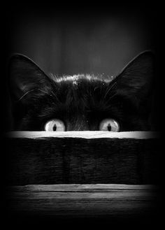 a black cat looking over a wooden fence