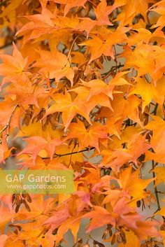 an orange and yellow tree with lots of leaves on it's branches in the fall