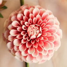 a large pink flower sitting on top of a table