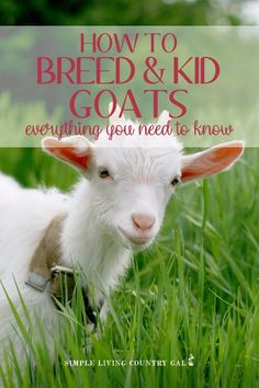 a white goat standing in the grass with text overlay reading, breeding goats 101