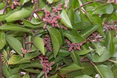 closeup of leaves and flowers on a tree