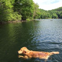 a golden retriever swimming in the middle of a lake