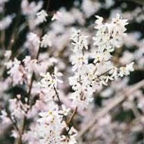 white flowers are blooming in the wild