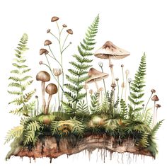 watercolor painting of mushrooms and ferns on an island