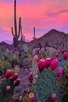 cactus plants in the desert at sunset with mountains in the background and pink sky above